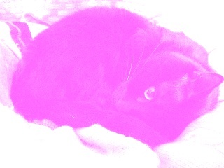 pinkcat.jpg